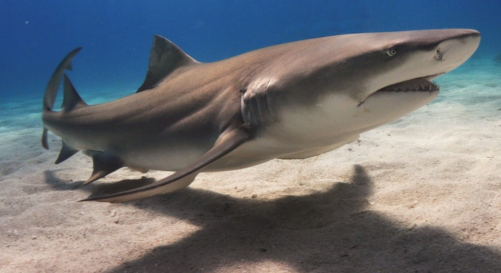 Fishing for Hammerhead Sharks in Key West