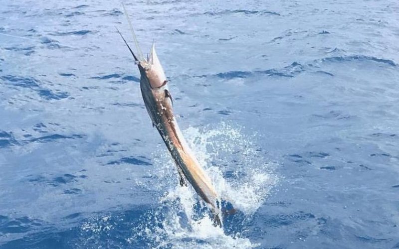 BillfishReport.com - Key West, FL - High Stakes released 2 Sailfish.