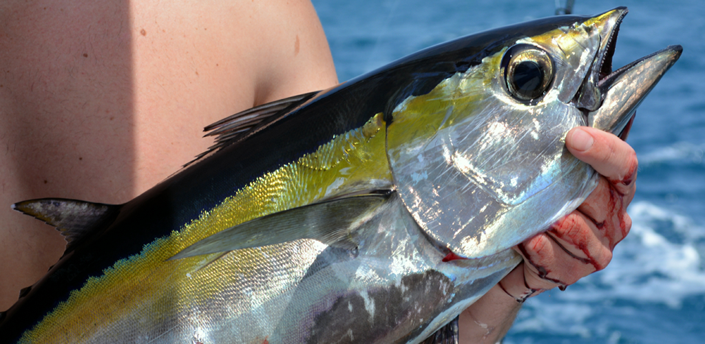 Catching Tuna In The Gulf Of Mexico