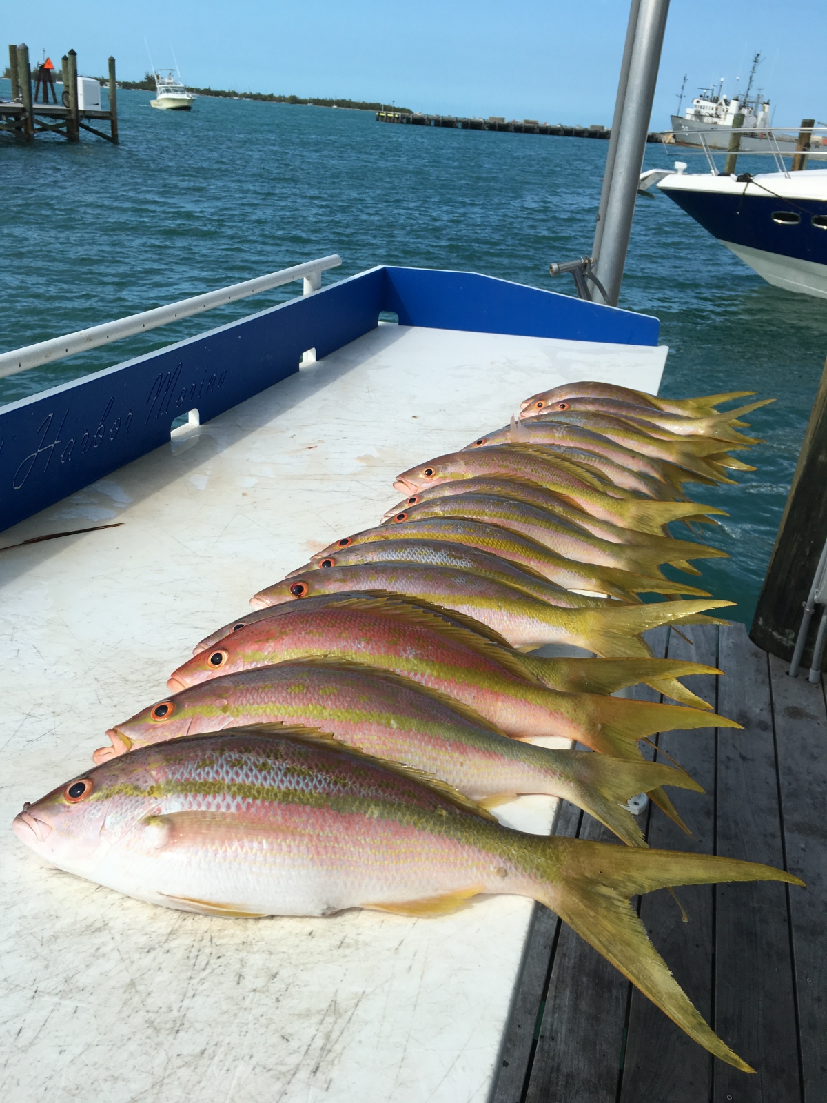Another Great Start to the Season Key West Offshore Fishing Charters