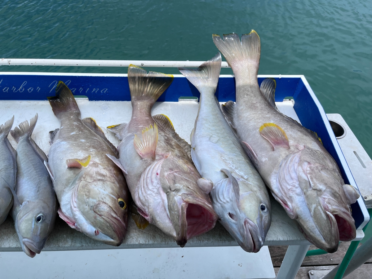 Mahi and Mini Season Key West Offshore Fishing Charters Fishy Business