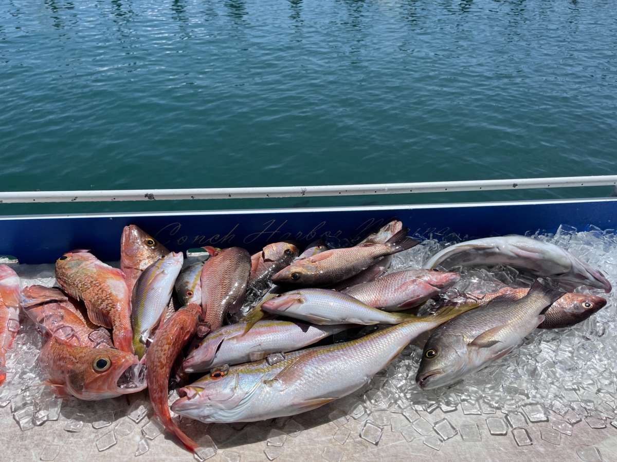 Mahi and Mini Season Key West Offshore Fishing Charters Fishy Business