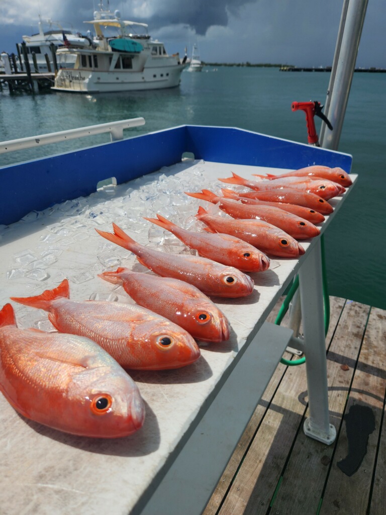 close up fish bait deep sea ocean fishing charter boat FL Florida